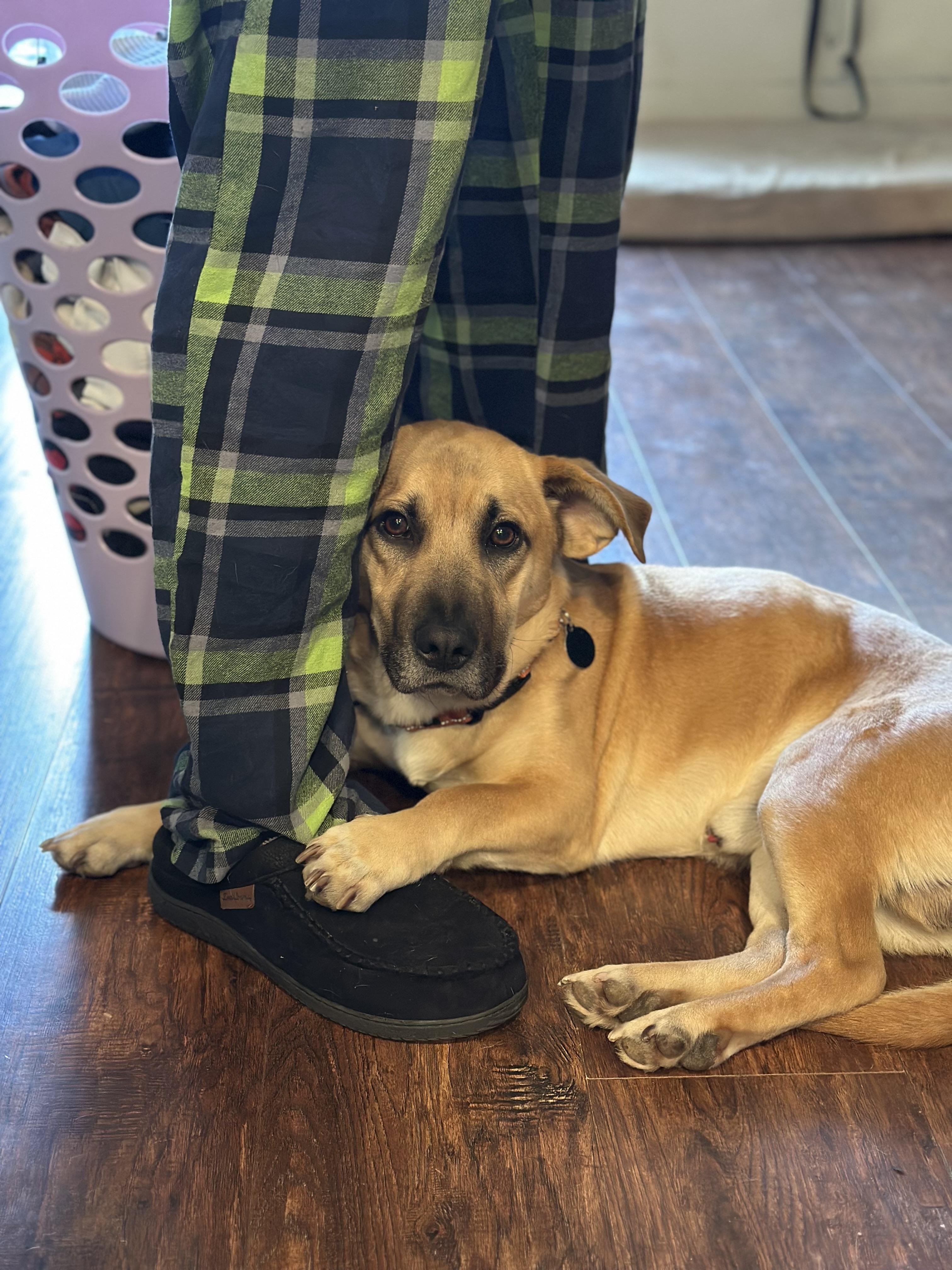 Enlarge Bagel, a ADOPTABLE mixed breed in Sammamish, WA image 4/5