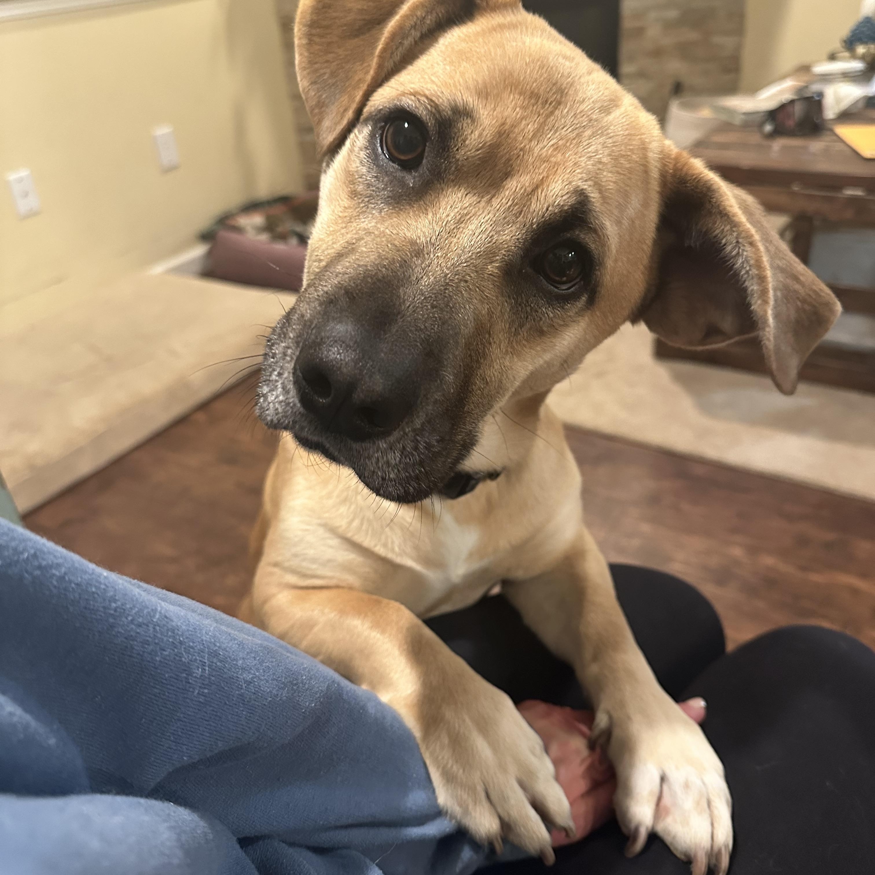 Enlarge Bagel, a ADOPTABLE mixed breed in Sammamish, WA image 2/5