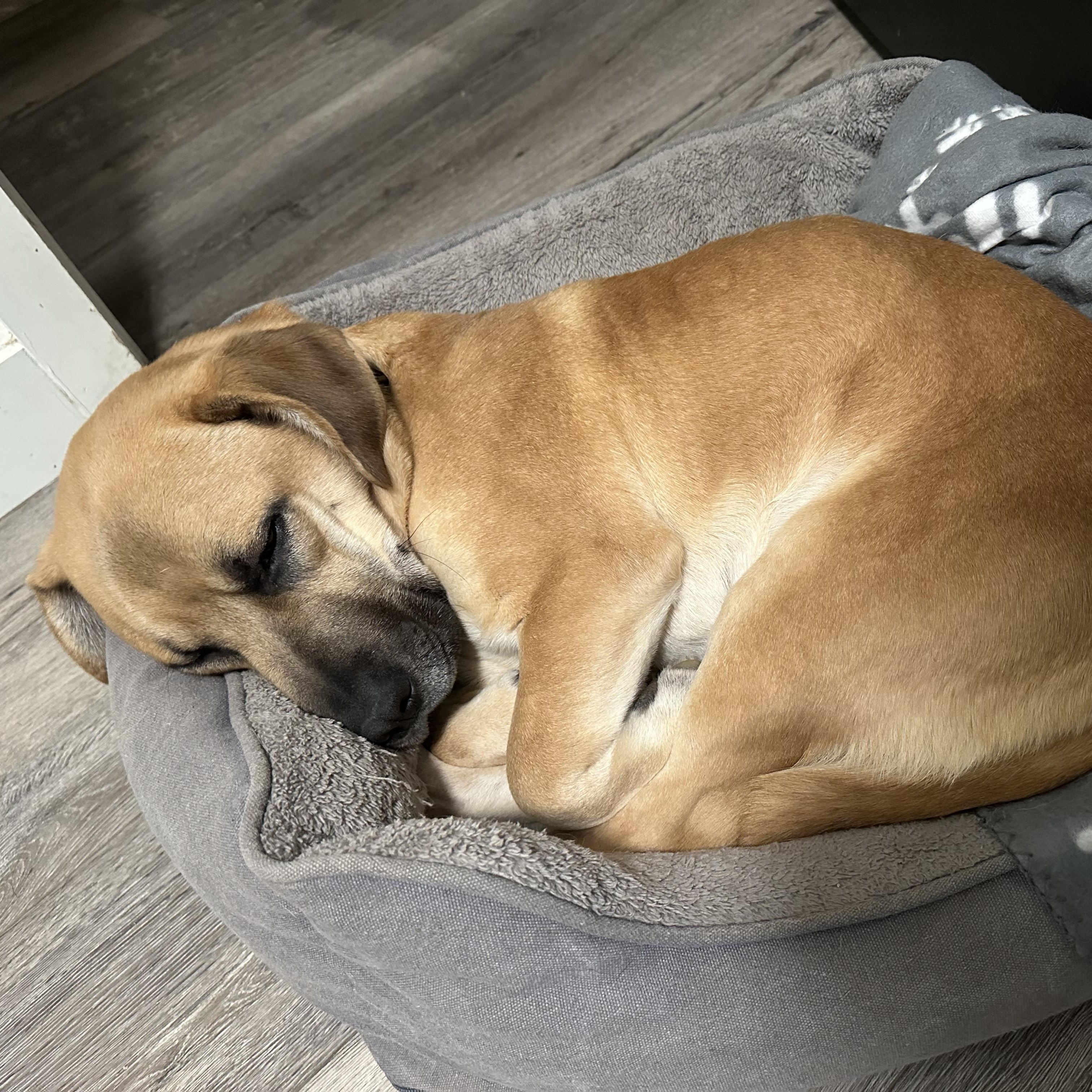 Enlarge Bagel, a ADOPTABLE mixed breed in Sammamish, WA image 5/5