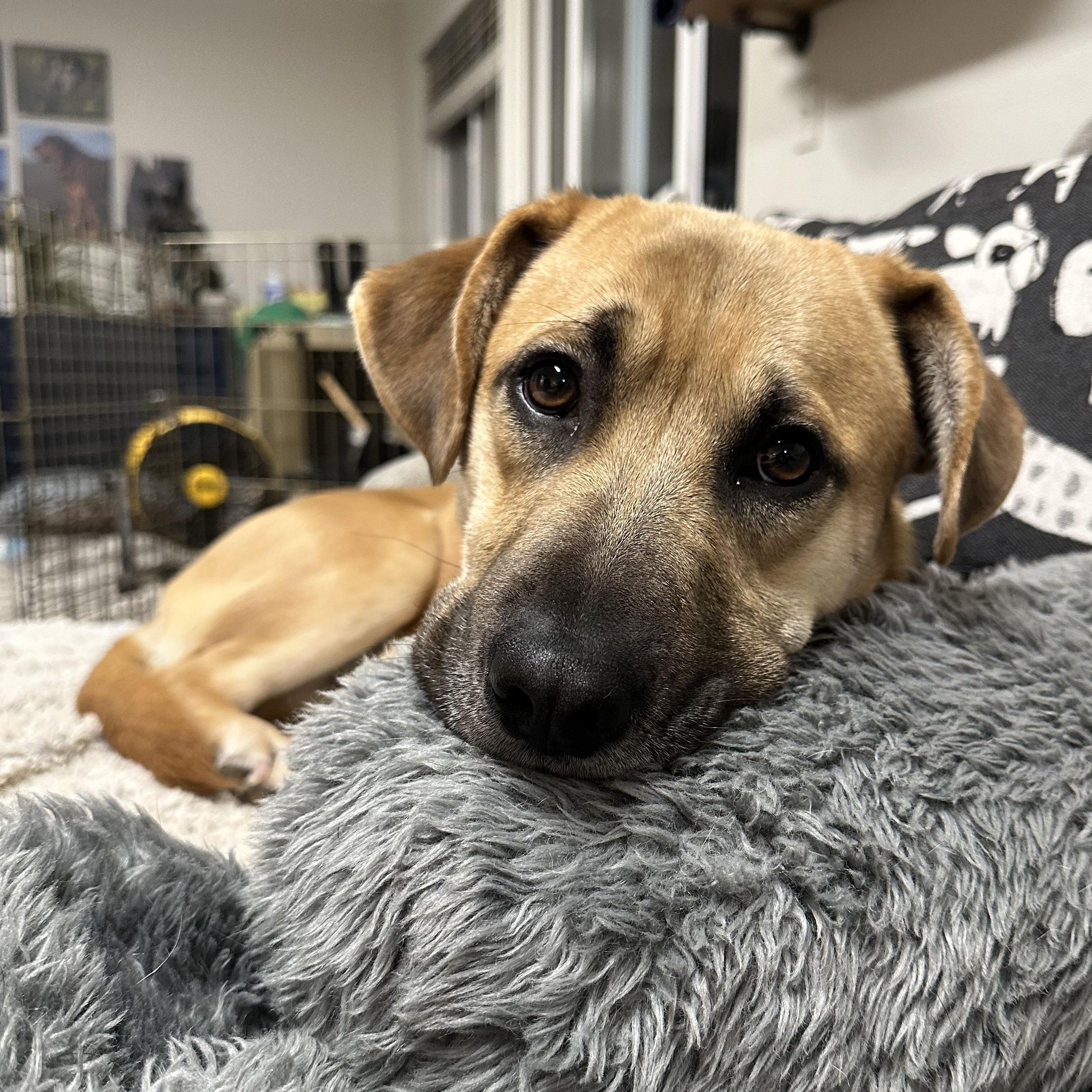 Bagel, ADOPTABLE, Young Male Basset Hound & Labrador Retriever.