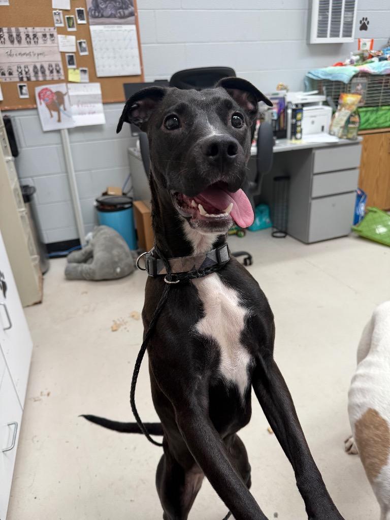 Luna, Adopted, Young Female Pit Bull Terrier & Hound.