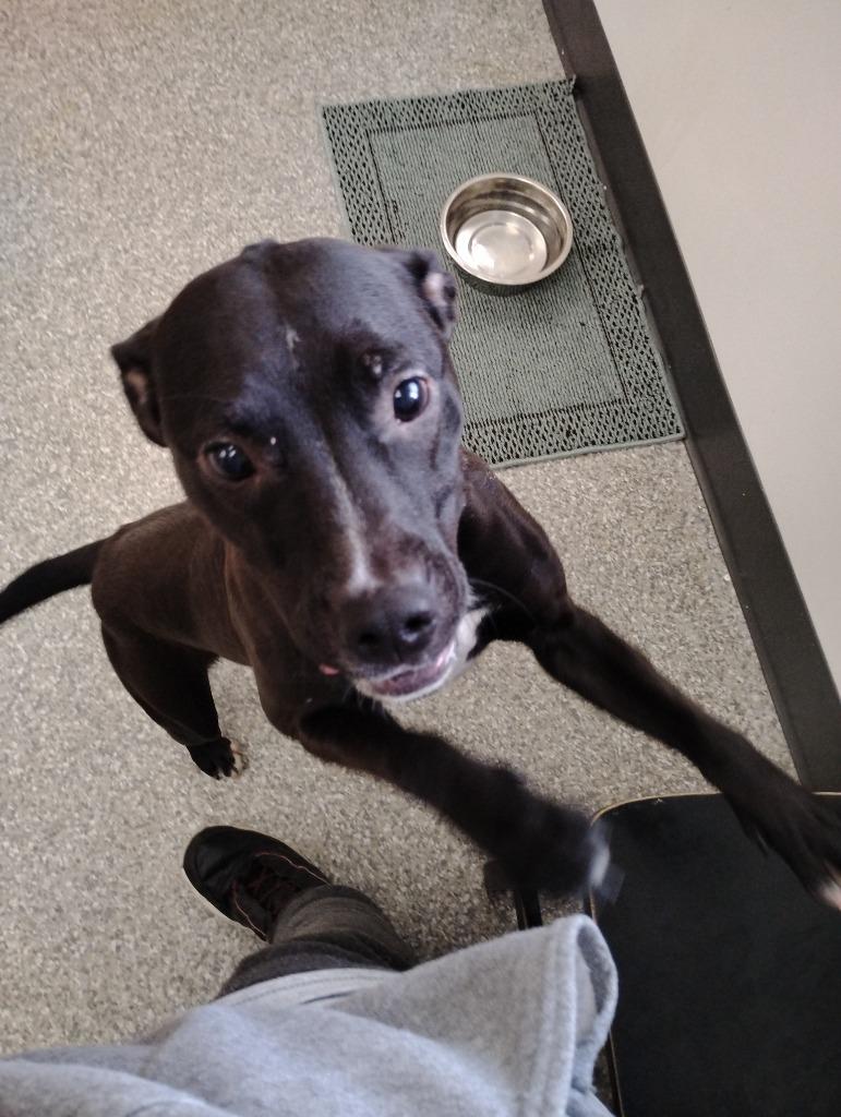 Enlarge Luna, a Adopted mixed breed in Findlay, OH image 2/4