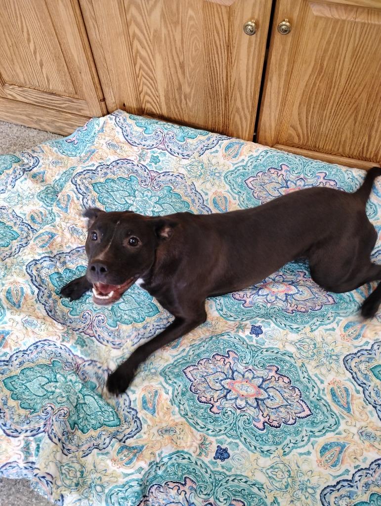 Enlarge Luna, a Adopted mixed breed in Findlay, OH image 3/4