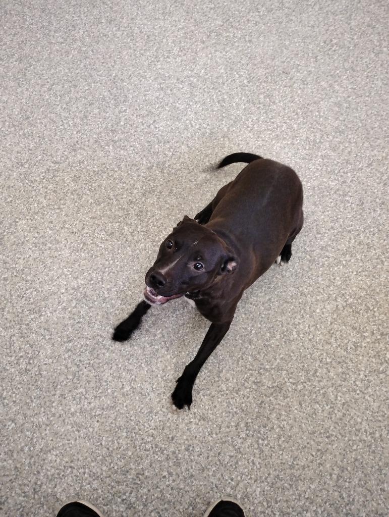 Enlarge Luna, a Adopted mixed breed in Findlay, OH image 4/4