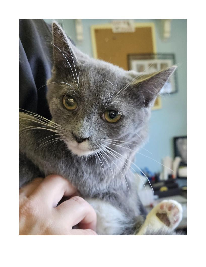 stardust, ADOPTABLE, Young Female American Shorthair.