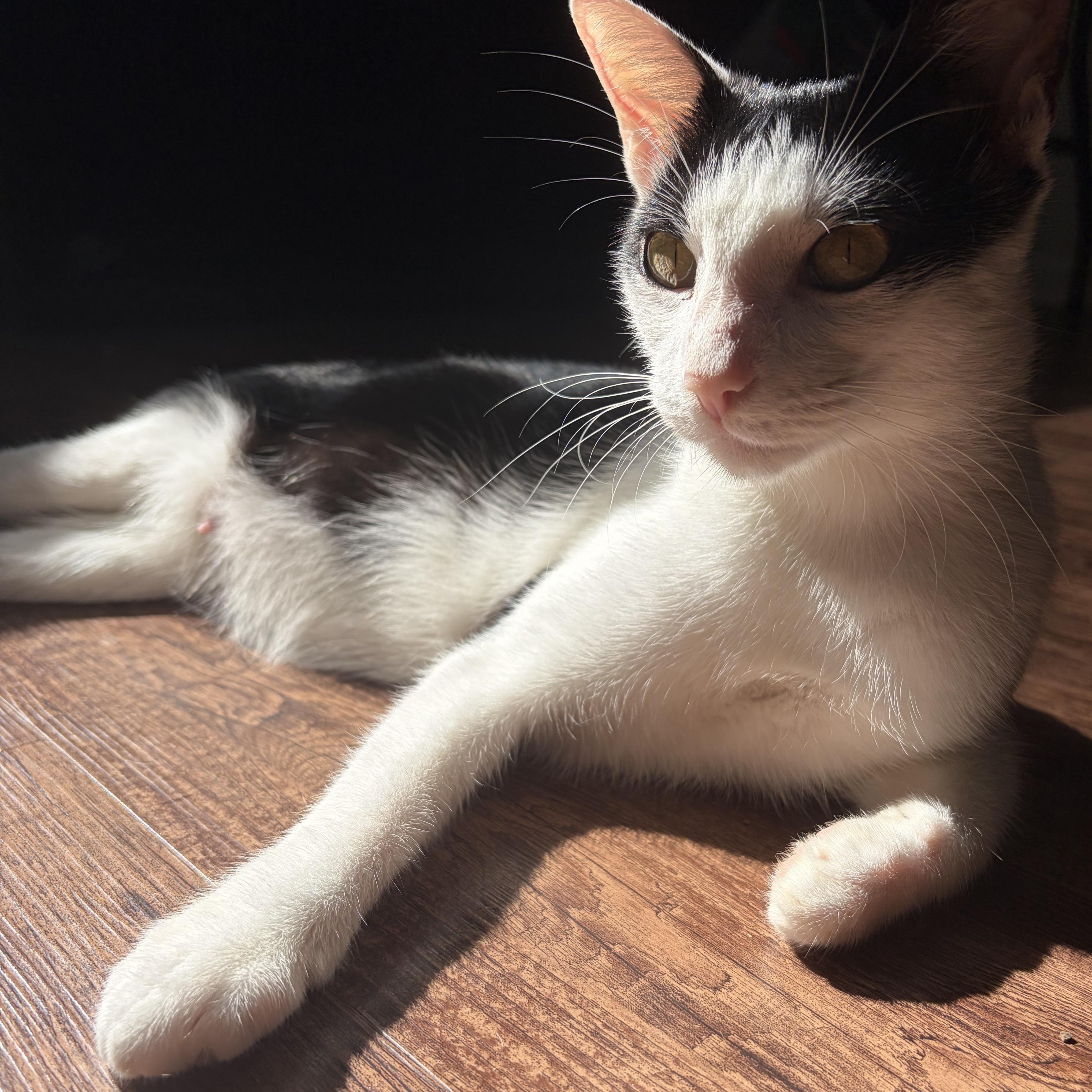 Enlarge Petunia, a Adoptable mixed breed in Boise, ID image 4/5