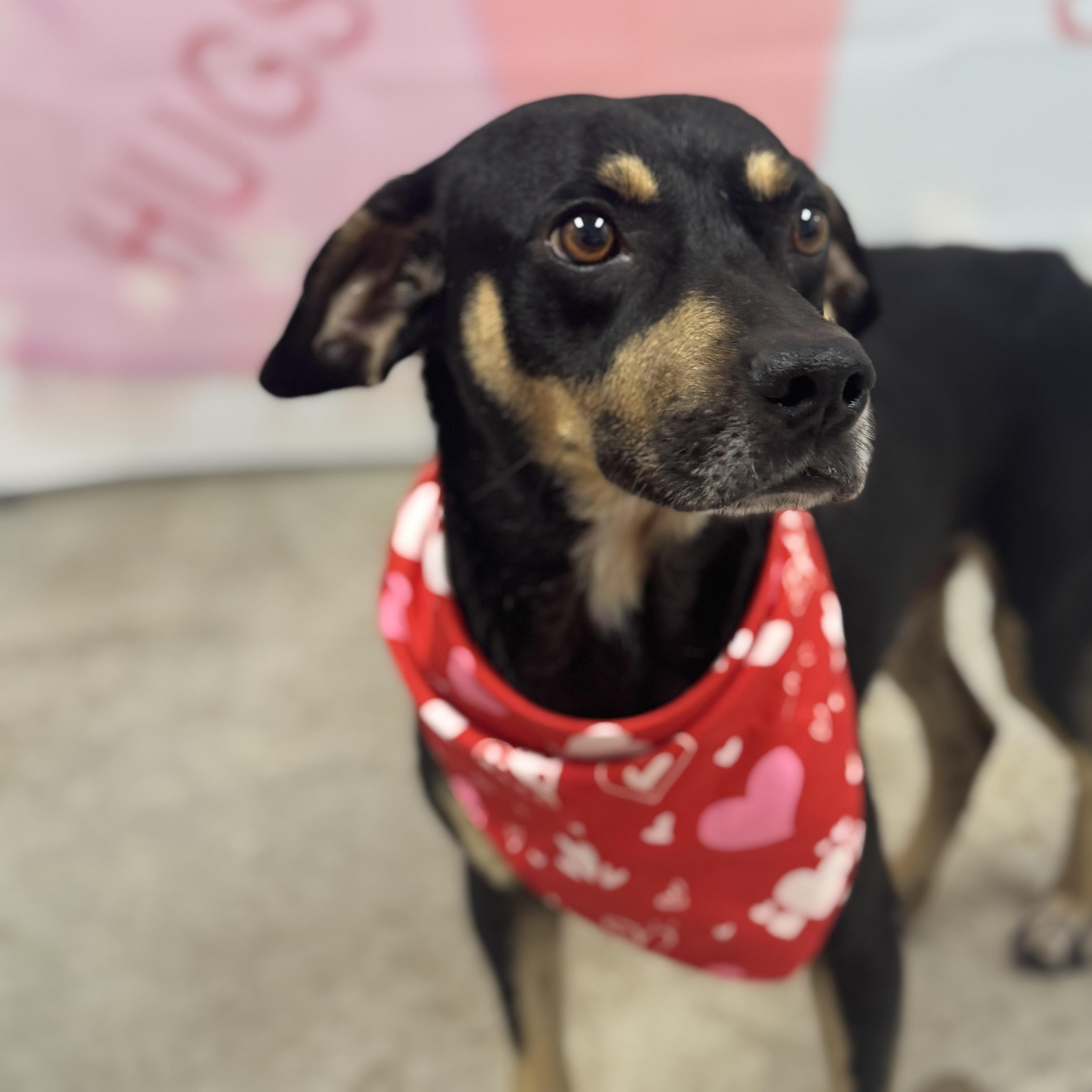Asher, a ADOPTABLE mixed breed in Williston, VT image 2/3