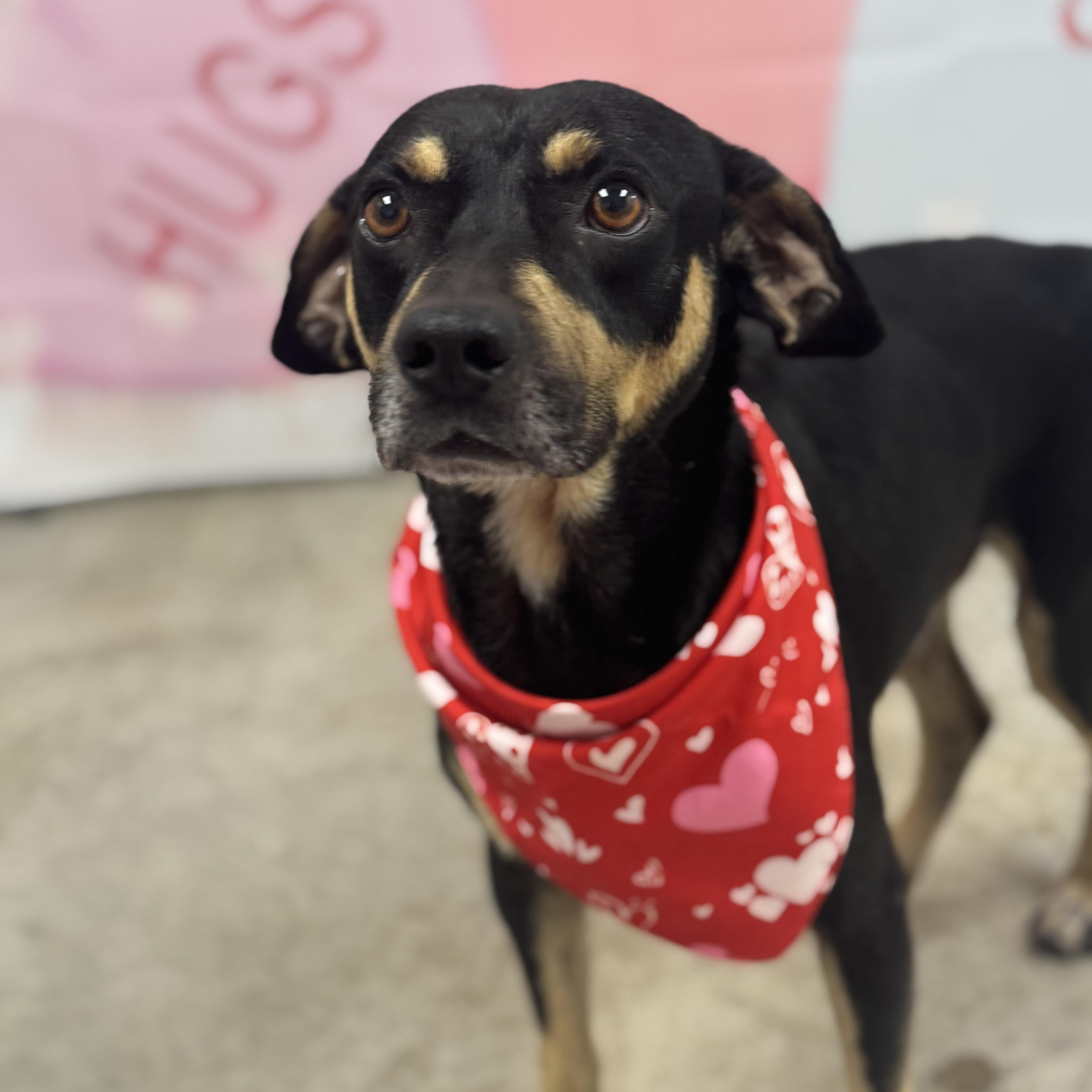 Asher, a ADOPTABLE mixed breed in Williston, VT image 1/3