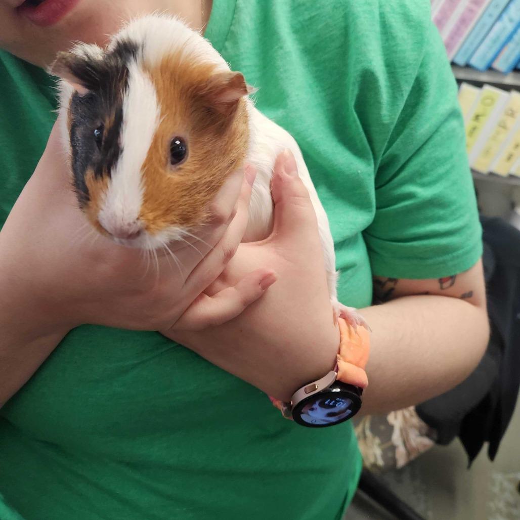 Sophie, Adoptable, Young Female Guinea Pig.