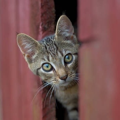 Barn Cat, a Adoptable Domestic Short Hair in Greensboro, NC image 1/3