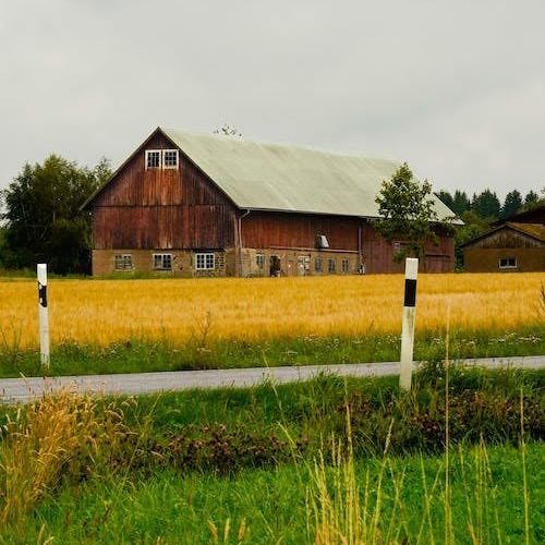 Barn Cat, a Adoptable Domestic Short Hair in Greensboro, NC image 2/3