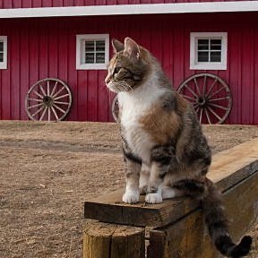 Barn Cat, a Adoptable Domestic Short Hair in Greensboro, NC image 3/3