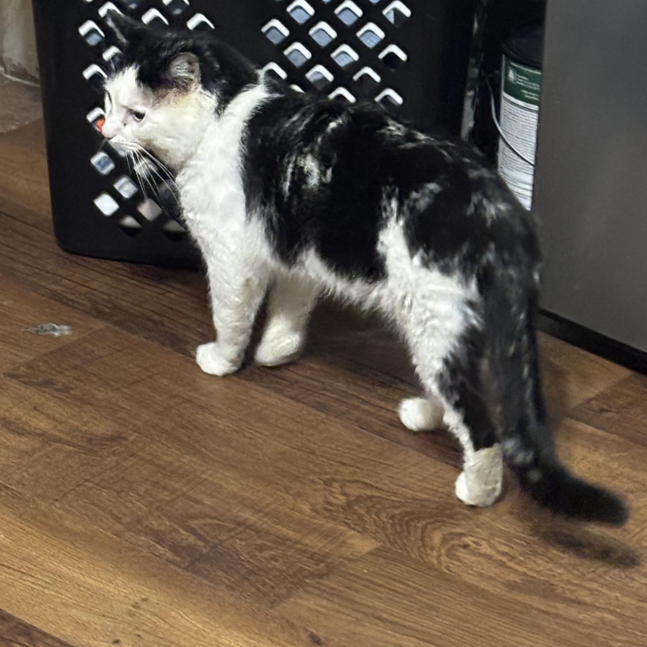 Enlarge Panda, a Adoptable Domestic Short Hair in Pittsburgh, PA image 4/4