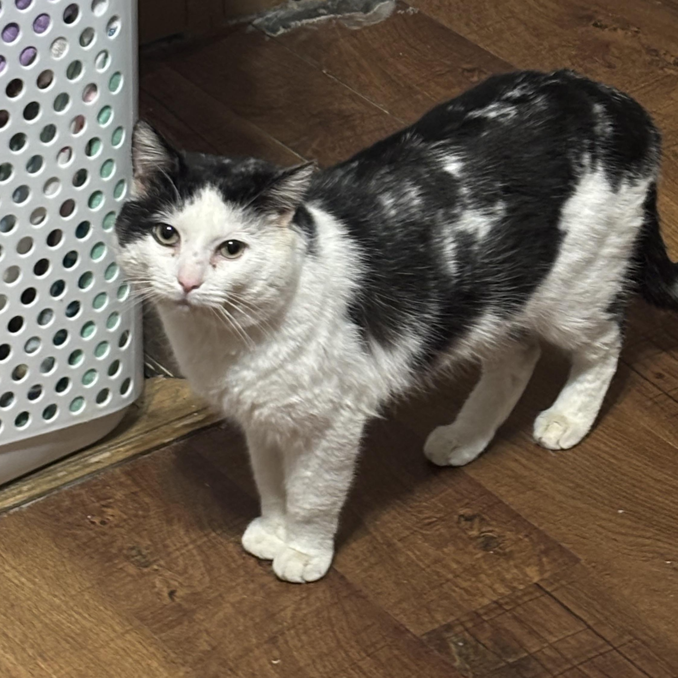 Enlarge Panda, a Adoptable Domestic Short Hair in Pittsburgh, PA image 3/4