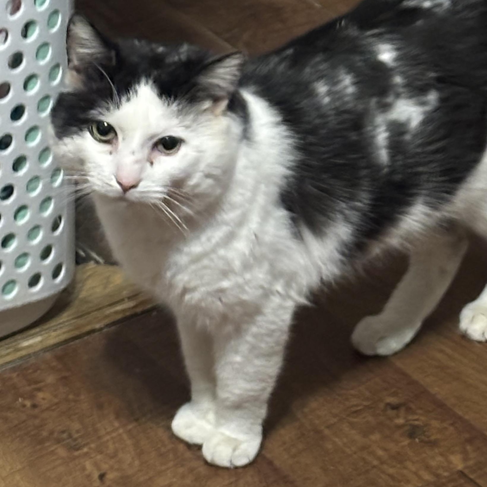 Enlarge Panda, a Adoptable Domestic Short Hair in Pittsburgh, PA image 1/4