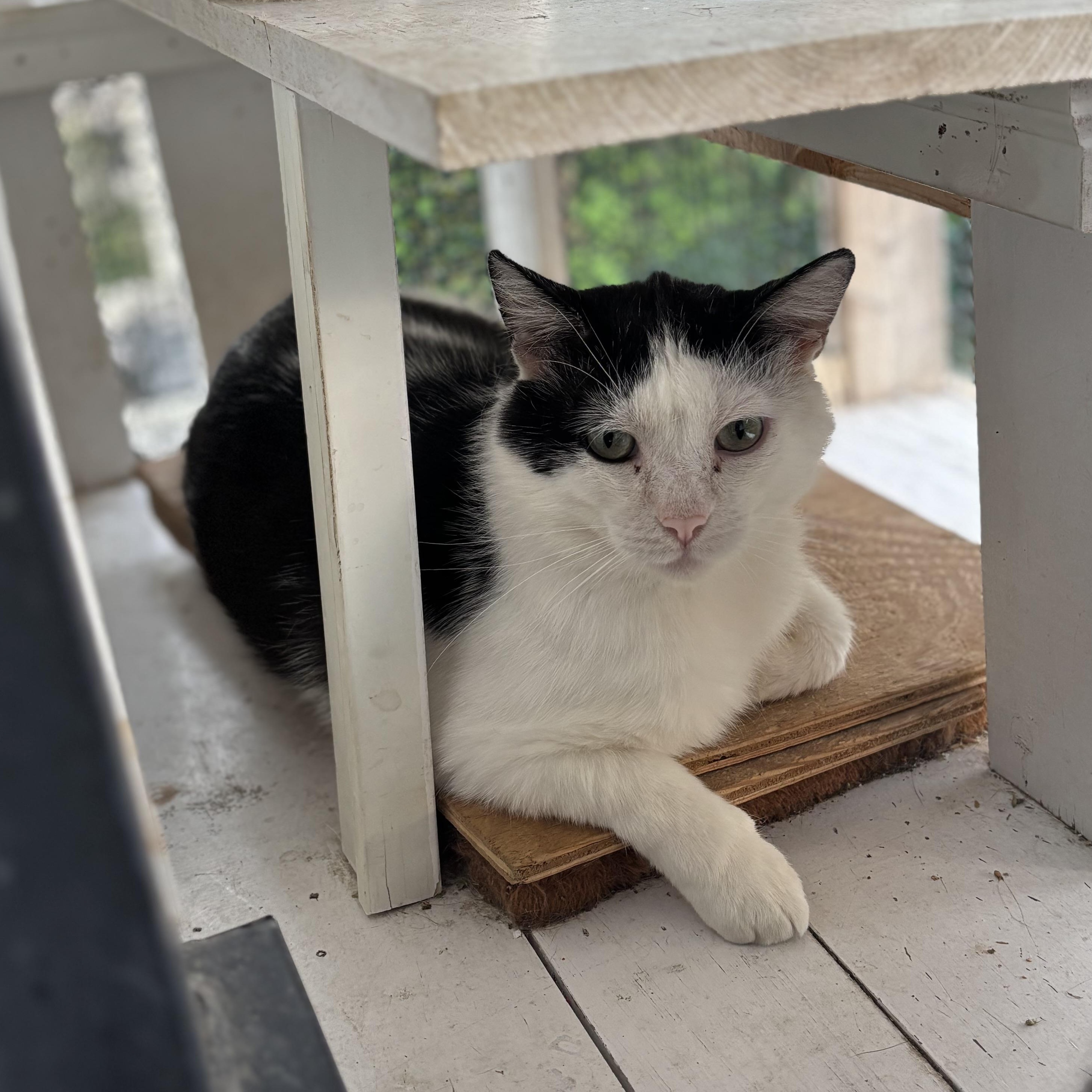 Panda, Adoptable, Adult Male Domestic Short Hair.