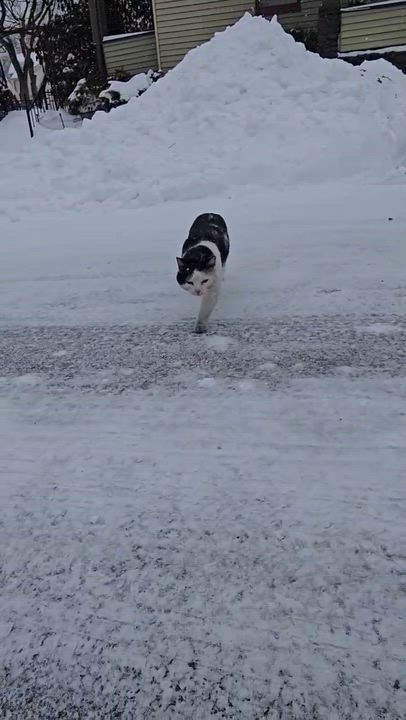 Enlarge Panda, a Adoptable Domestic Short Hair in Pittsburgh, PA video 2/4