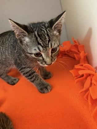 Stiles, Adoptable, Kitten Male Domestic Short Hair & Domestic Short Hair.