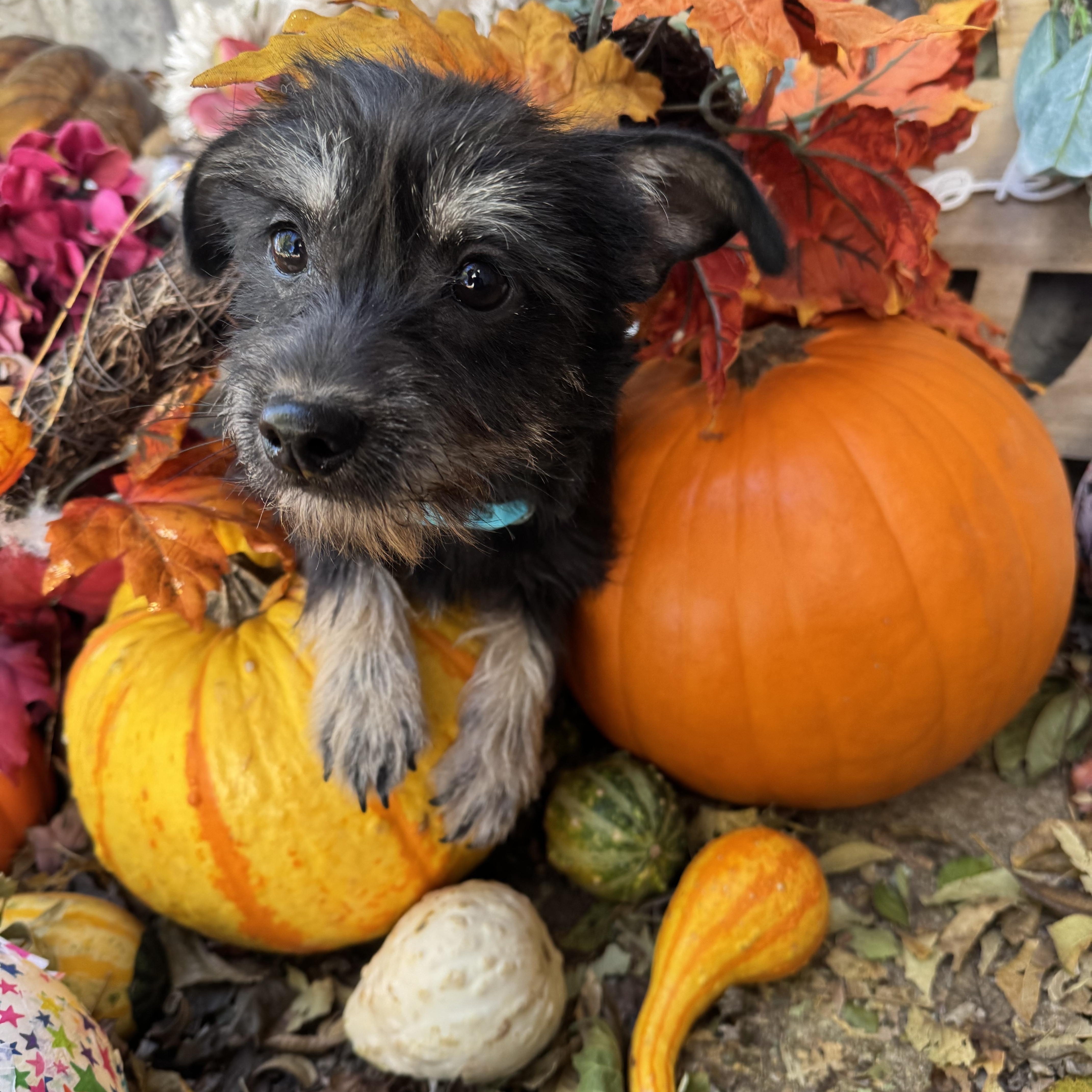 Enlarge Everett, an adopted mixed breed in Cushing, OK image 1/4