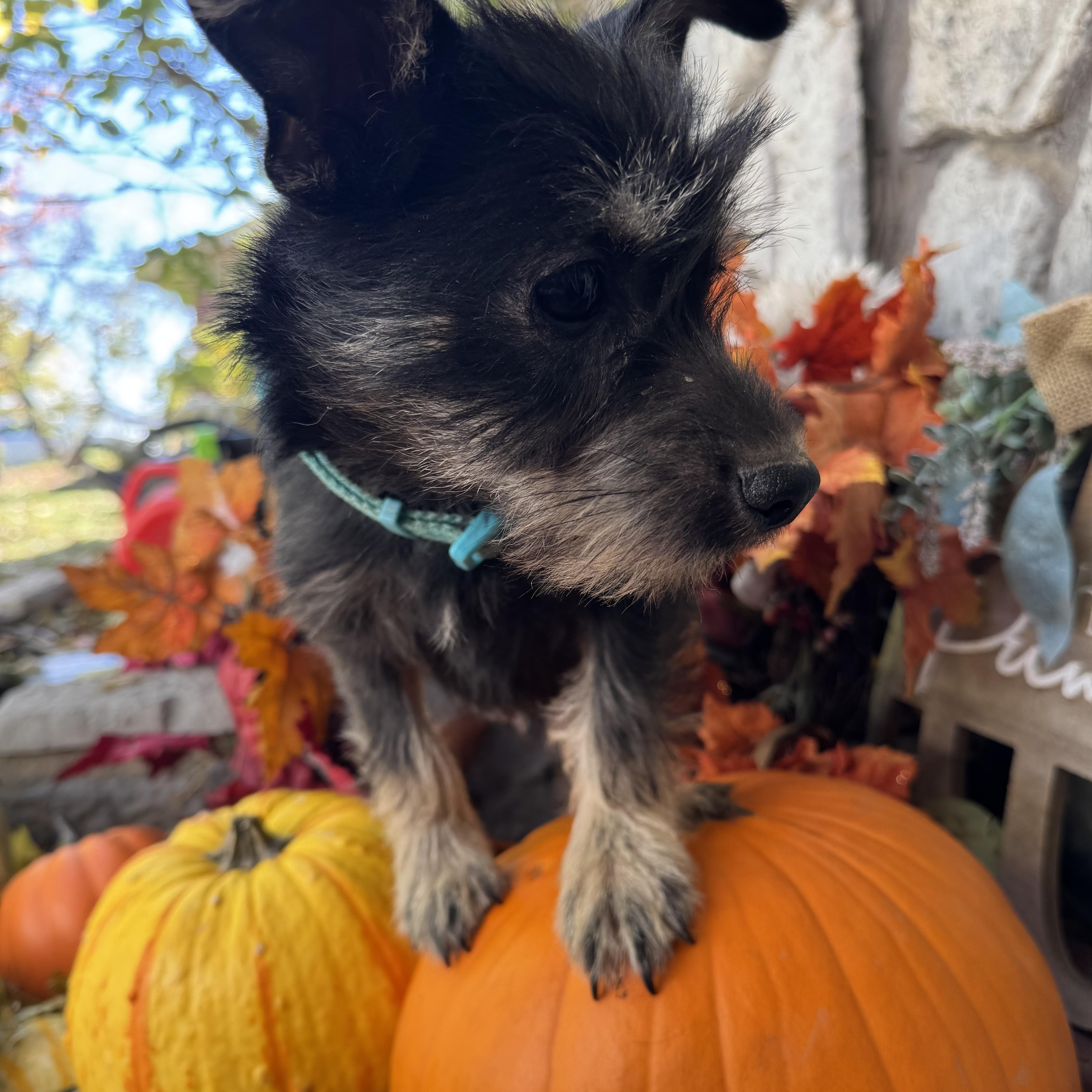 Enlarge Everett, an adopted mixed breed in Cushing, OK image 2/4