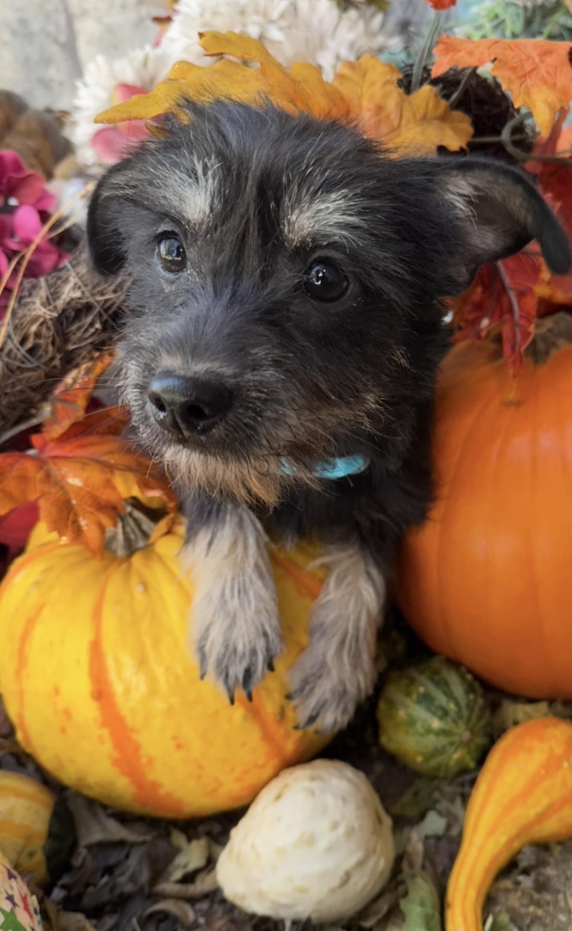 Enlarge Everett, an adopted mixed breed in Cushing, OK image 3/4