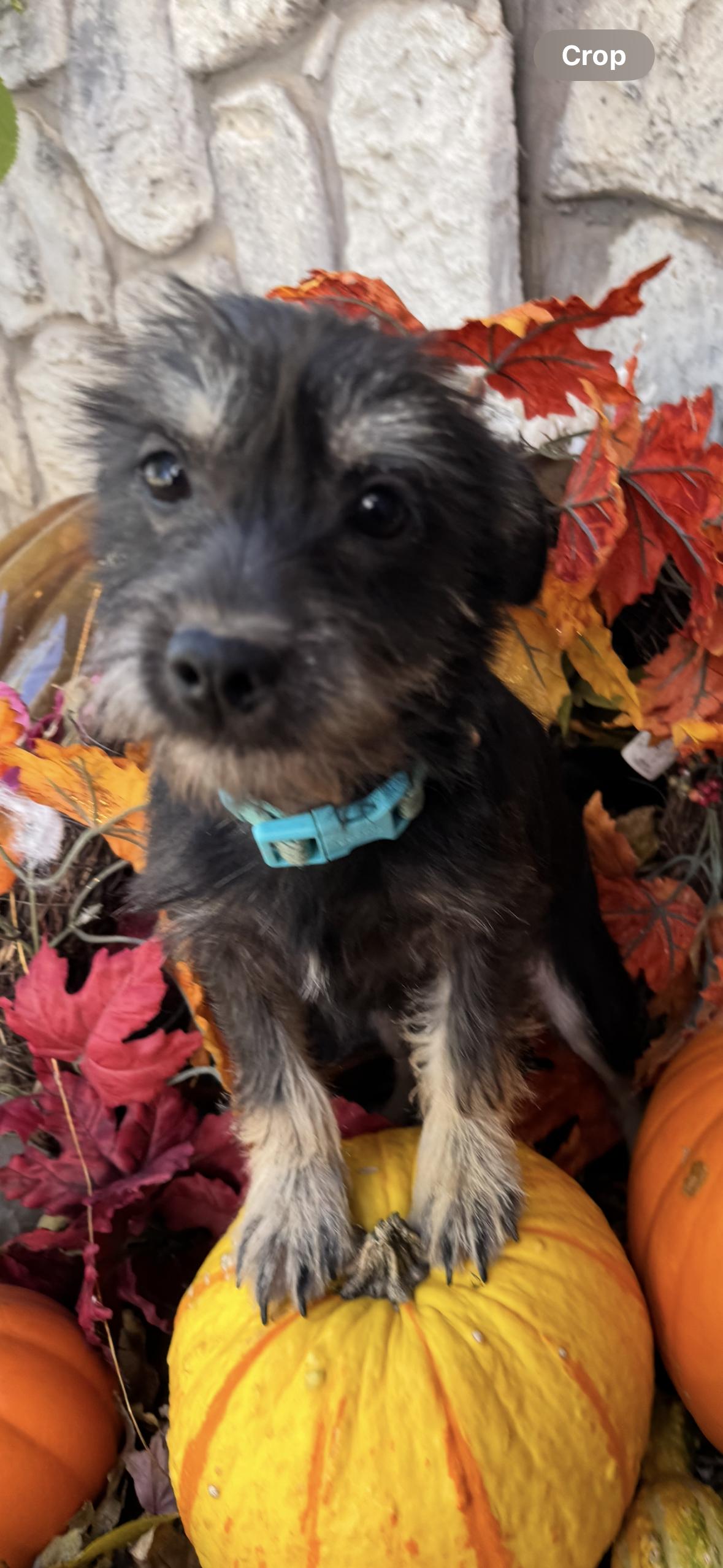 Enlarge Everett, an adopted mixed breed in Cushing, OK image 4/4