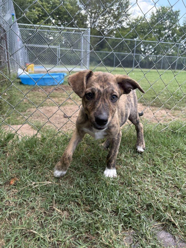 Enlarge Thing 2, a Adoptable Terrier in Ada, OK image 1/3