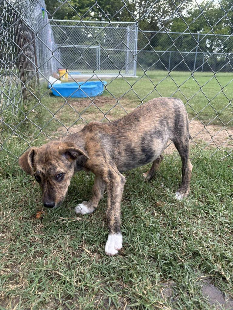 Enlarge Thing 2, a Adoptable Terrier in Ada, OK image 3/3