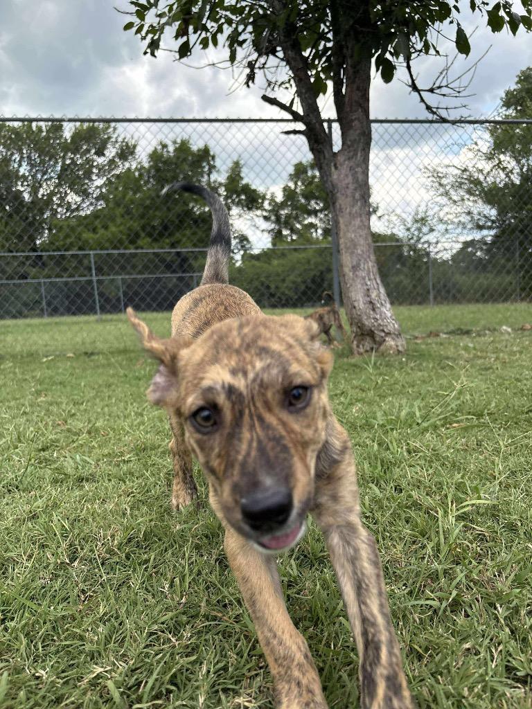 Thing 2, a Adoptable Terrier in Ada, OK image 3/3