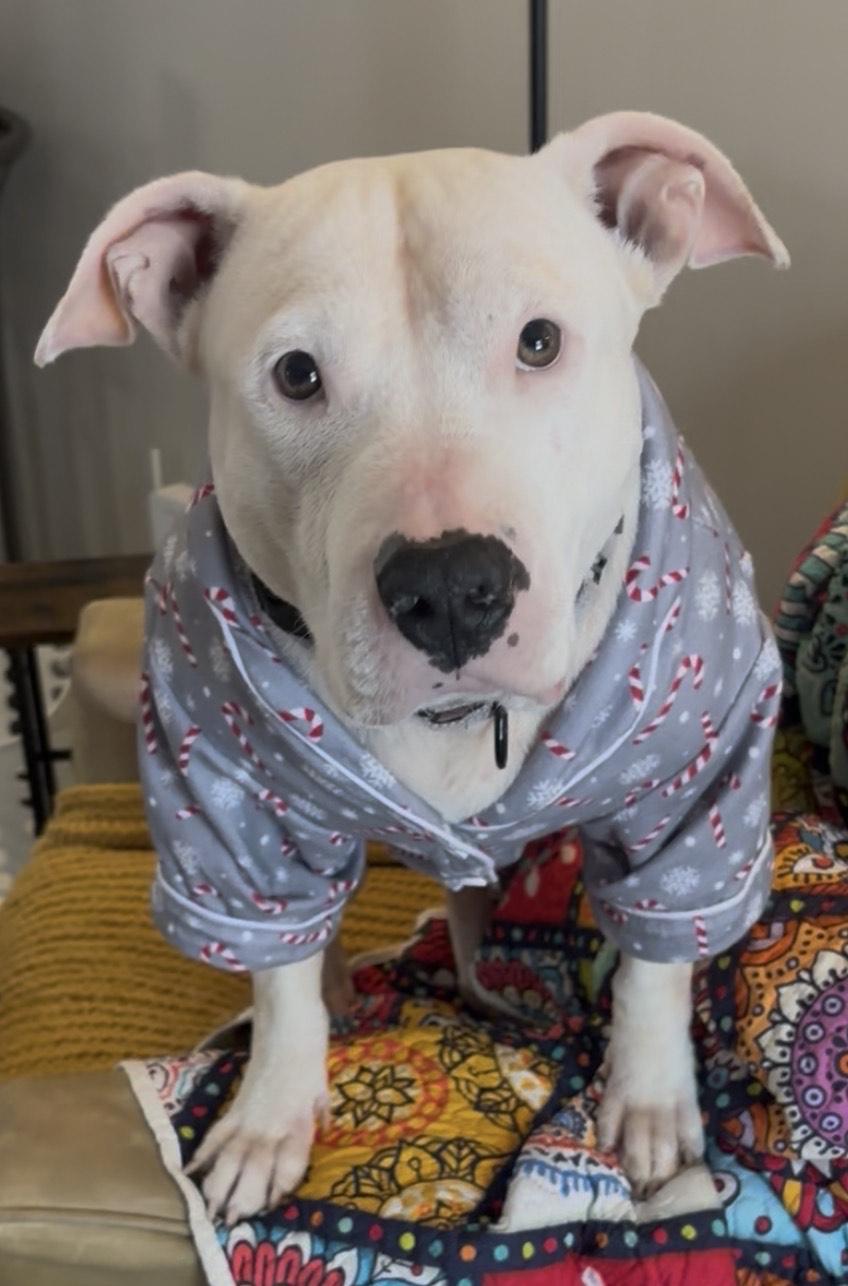 Enlarge Hope, an adoptable mixed breed in Wadsworth, OH image 2/4