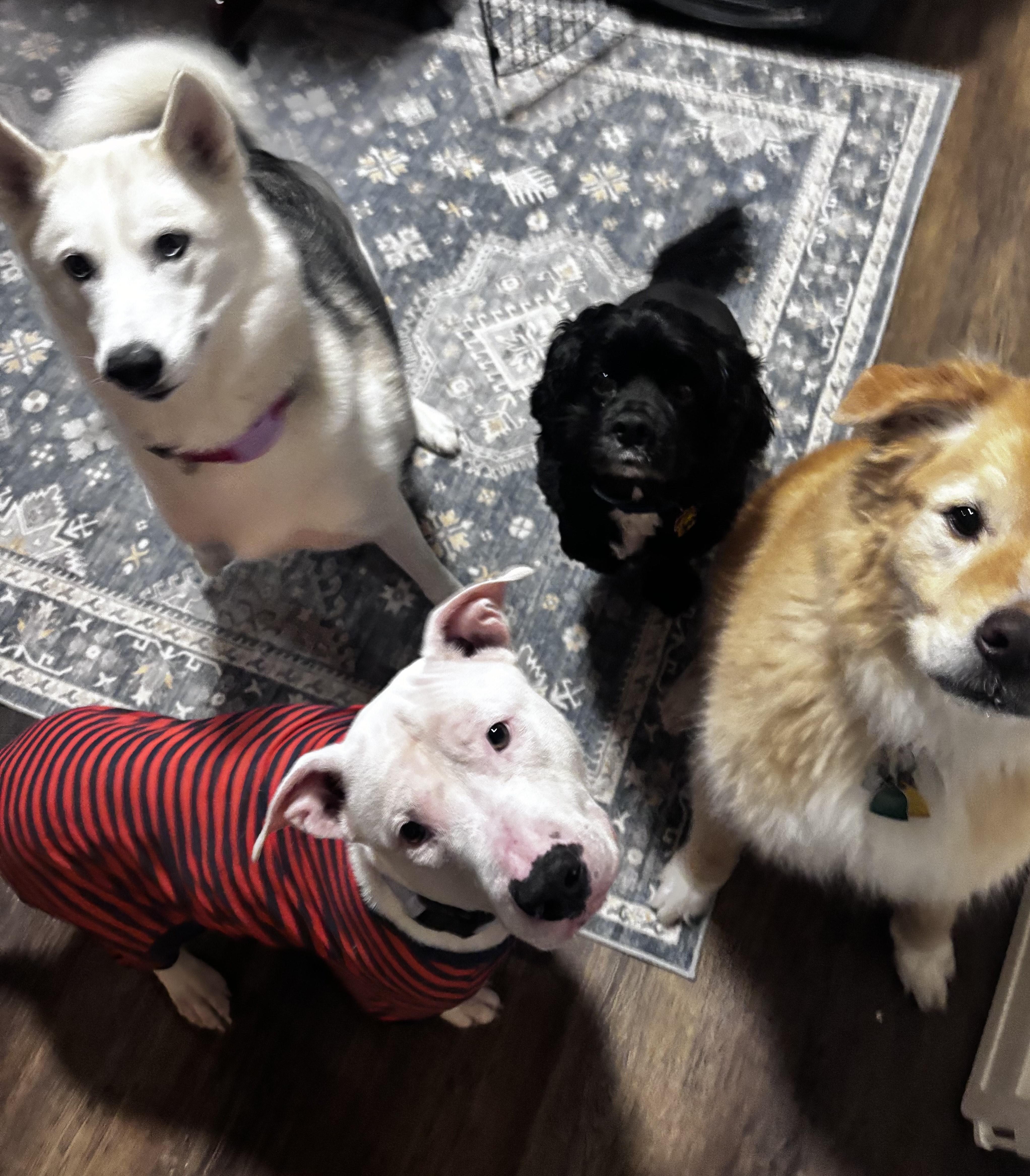 Enlarge Hope, an adoptable mixed breed in Wadsworth, OH image 3/4