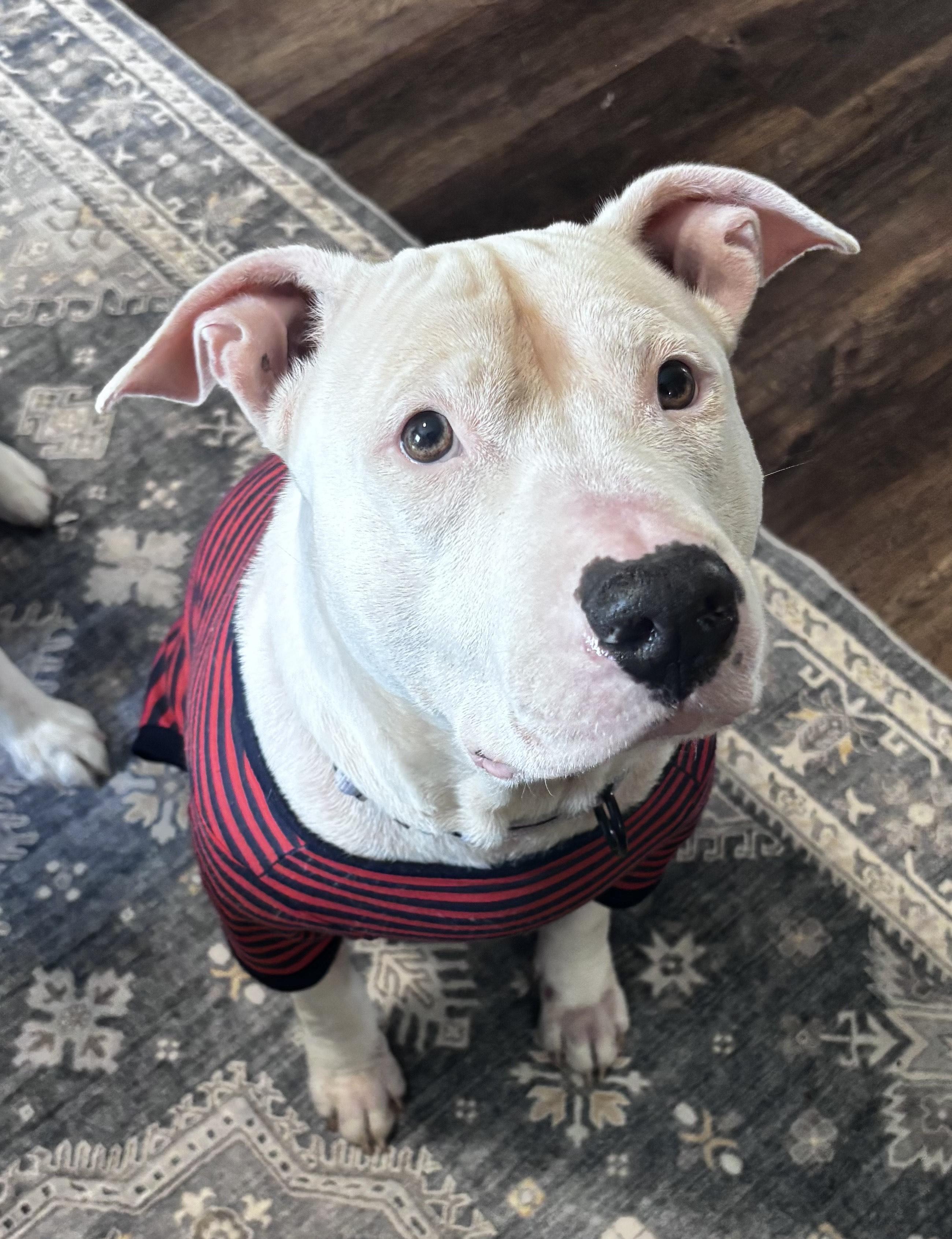 Hope, adopted, Young Female Pit Bull Terrier.