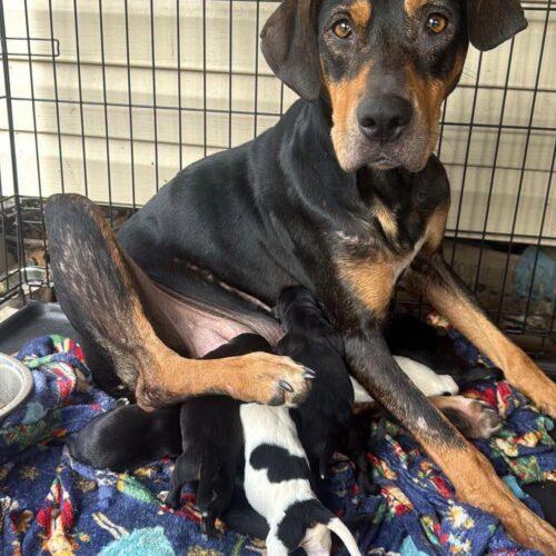 Sally, Adoptable, Adult Female Doberman Pinscher & Black and Tan Coonhound.