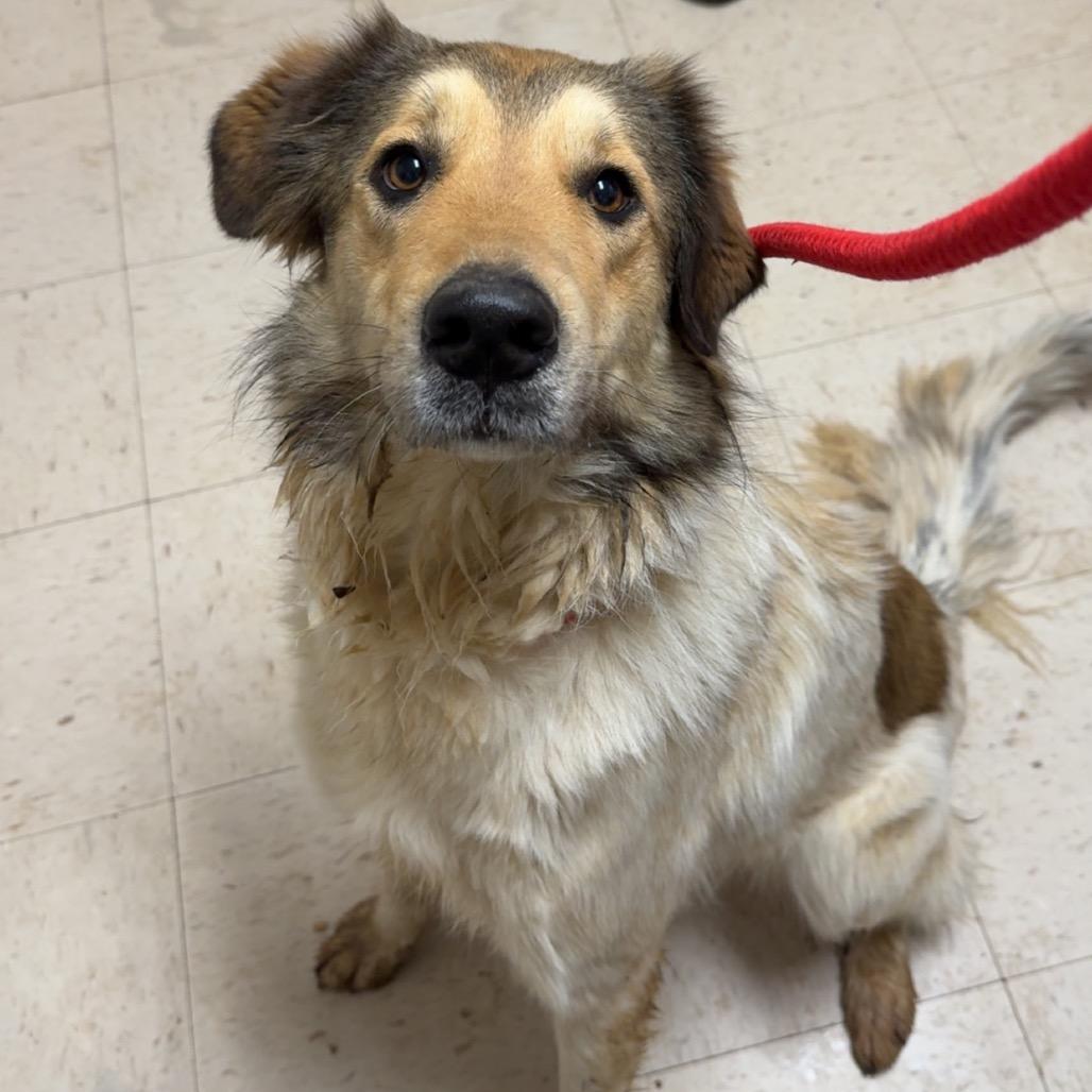 Princess Fuzzy Britches thumbnail 2