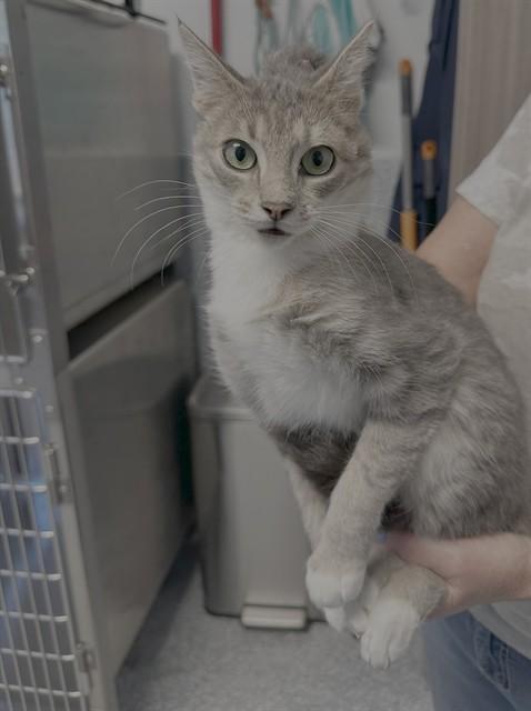 Enlarge GLENDA, a Adoptable Domestic Short Hair in Paradise, CA image 1/1