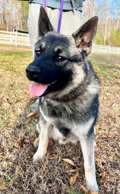 Lennon, Adoptable, Puppy Male Norwegian Elkhound.