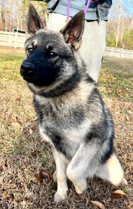 Lennon, a Adoptable Norwegian Elkhound in Mocksville, NC image 2/4