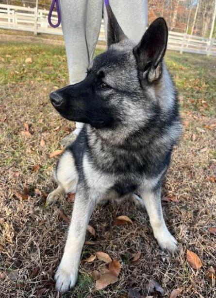 Lennon, a Adoptable Norwegian Elkhound in Mocksville, NC image 3/4