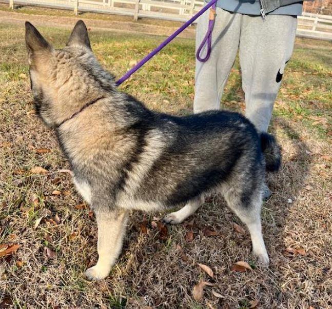 Lennon, a Adoptable Norwegian Elkhound in Mocksville, NC image 4/4