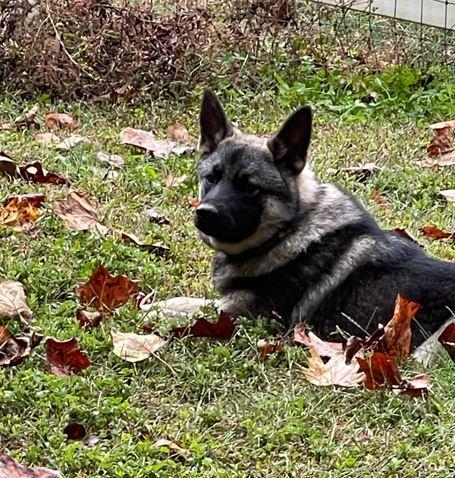 Enlarge Lennon, a Adoptable Norwegian Elkhound in Mocksville, NC image 1/1