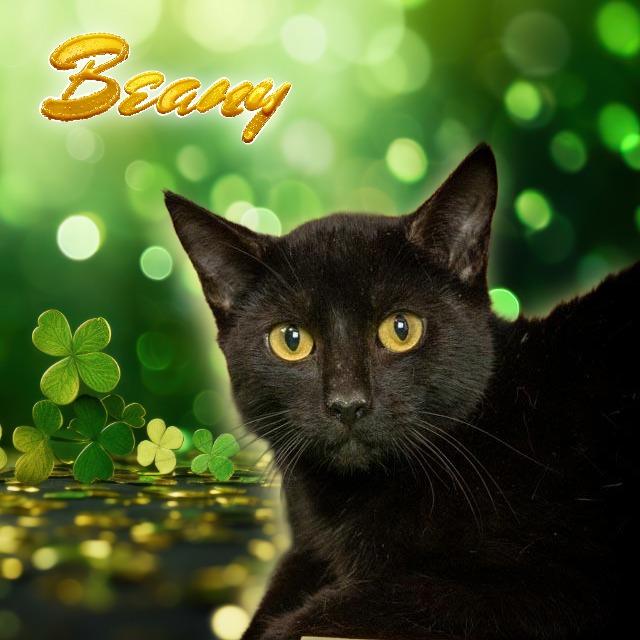 Enlarge Beany, a Adoptable Domestic Short Hair in Lapeer, MI image 2/4