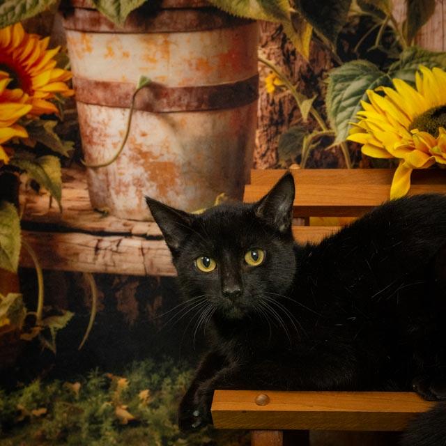 Enlarge Beany, a Adoptable Domestic Short Hair in Lapeer, MI image 4/5