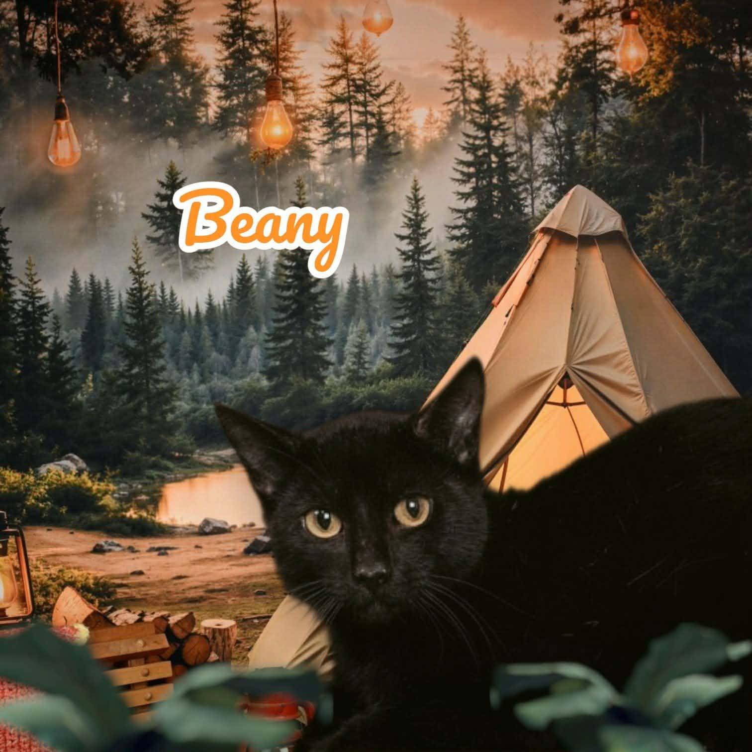 Beany, Adoptable, Adult Male Domestic Short Hair.