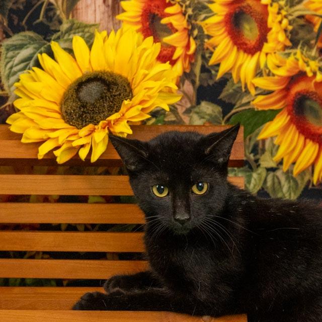 Enlarge Beany, a Adoptable Domestic Short Hair in Lapeer, MI image 3/5