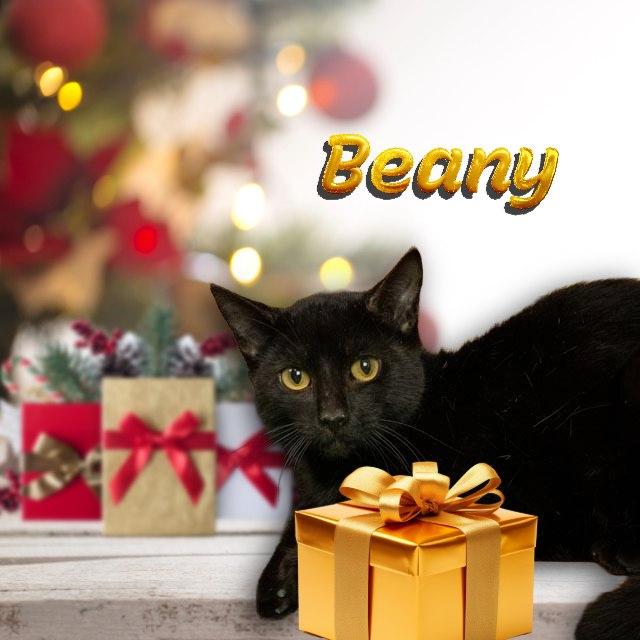 Enlarge Beany, a Adoptable Domestic Short Hair in Lapeer, MI image 1/5