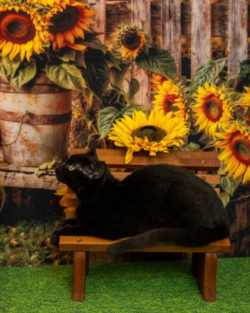 Enlarge Beany, a Adoptable Domestic Short Hair in Lapeer, MI image 5/5