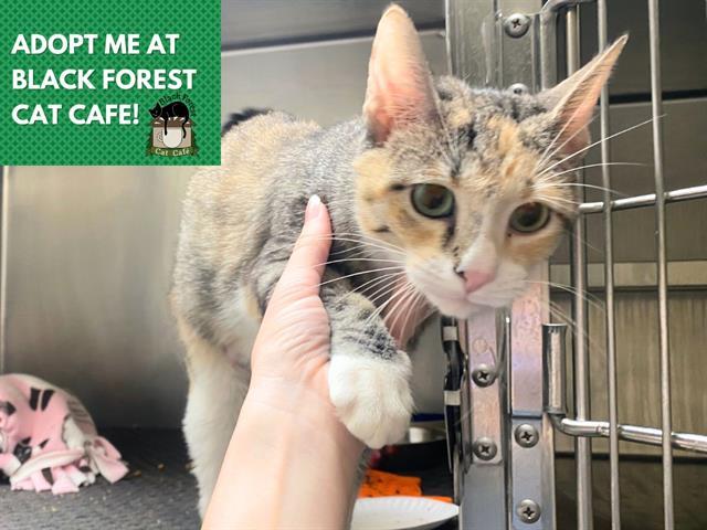PENELOPE, Adoptable, Young Female Domestic Short Hair.