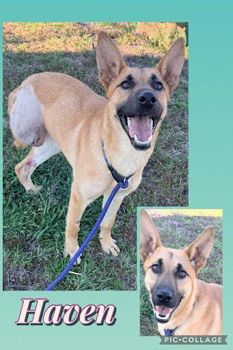 Haven, Adoptable, Adult Female German Shepherd Dog & Mixed Breed.