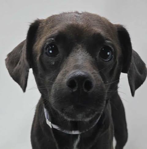 Cake Batter *Foster Needed*