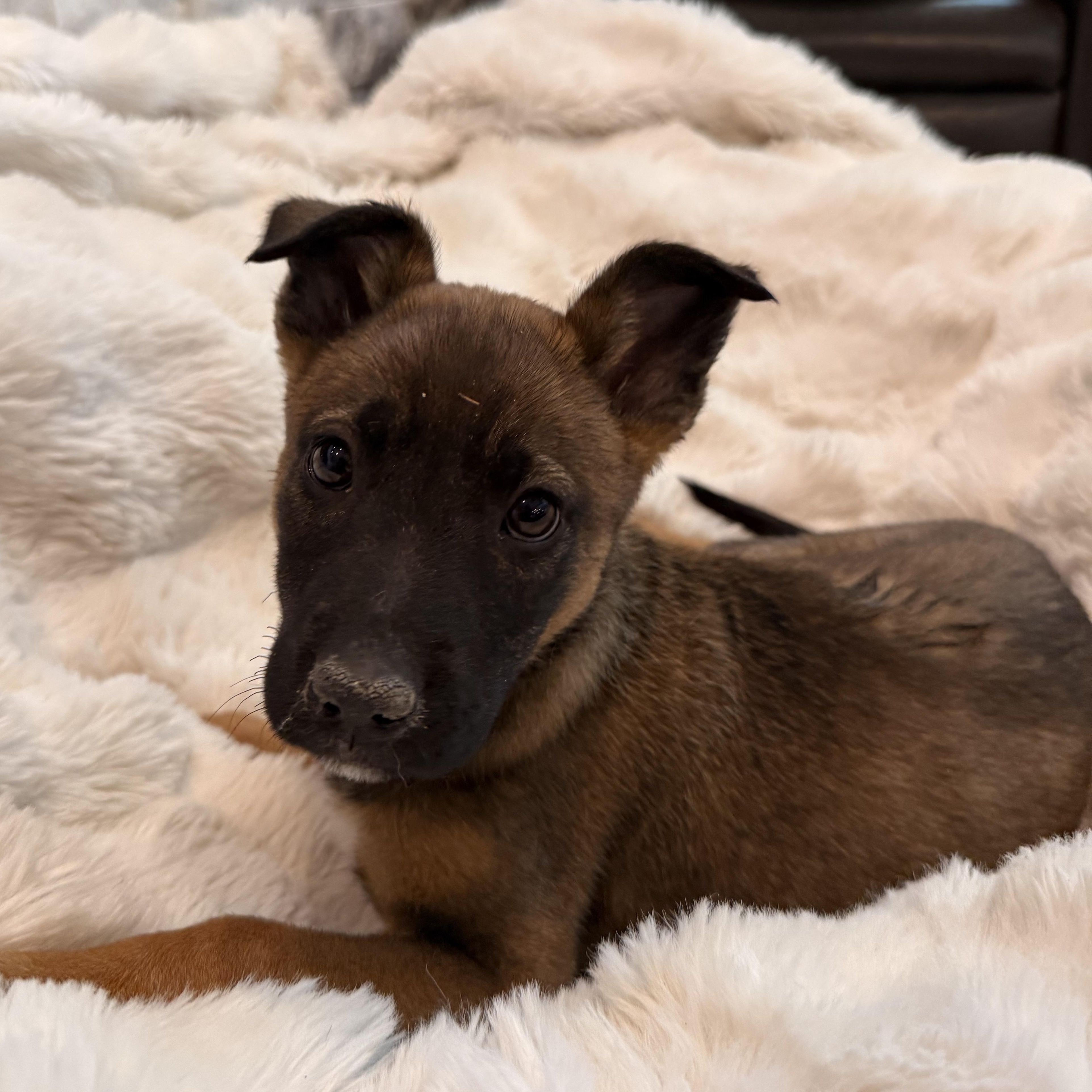 Sequoia , adopted, Puppy Female Mixed Breed.